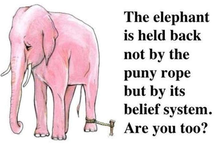 elephant-chained.jpg